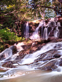 Stream flowing through forest