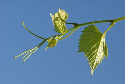 Low angle view of plant against clear blue sky