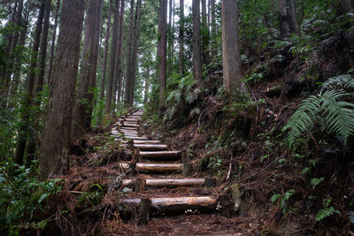 Footpath amidst trees in forest