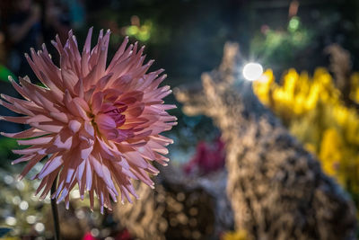 Close-up of flower against blurred background