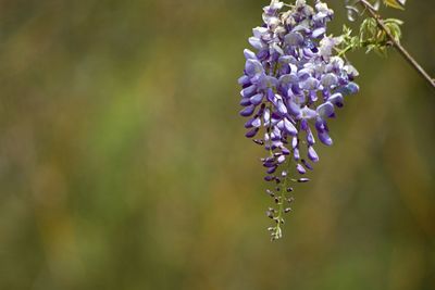 Close-up of purple flowering plant