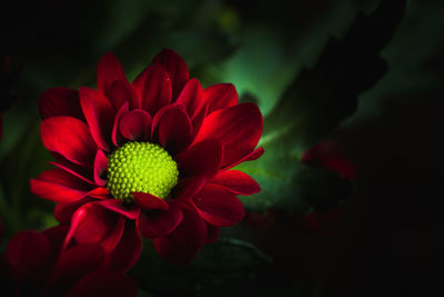 Close-up of red flower