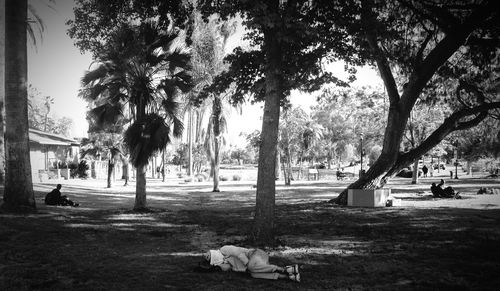 Dog on trees against sky