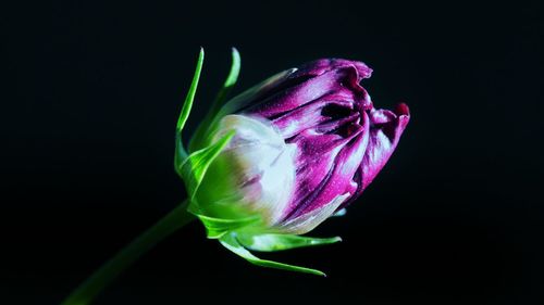 Close-up of flower over black background