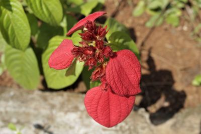 Close-up of red flowering plant