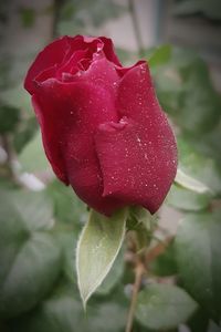 Close-up of wet red rose blooming outdoors