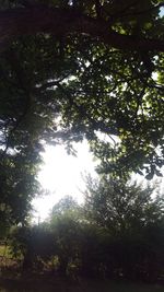 Low angle view of trees in forest