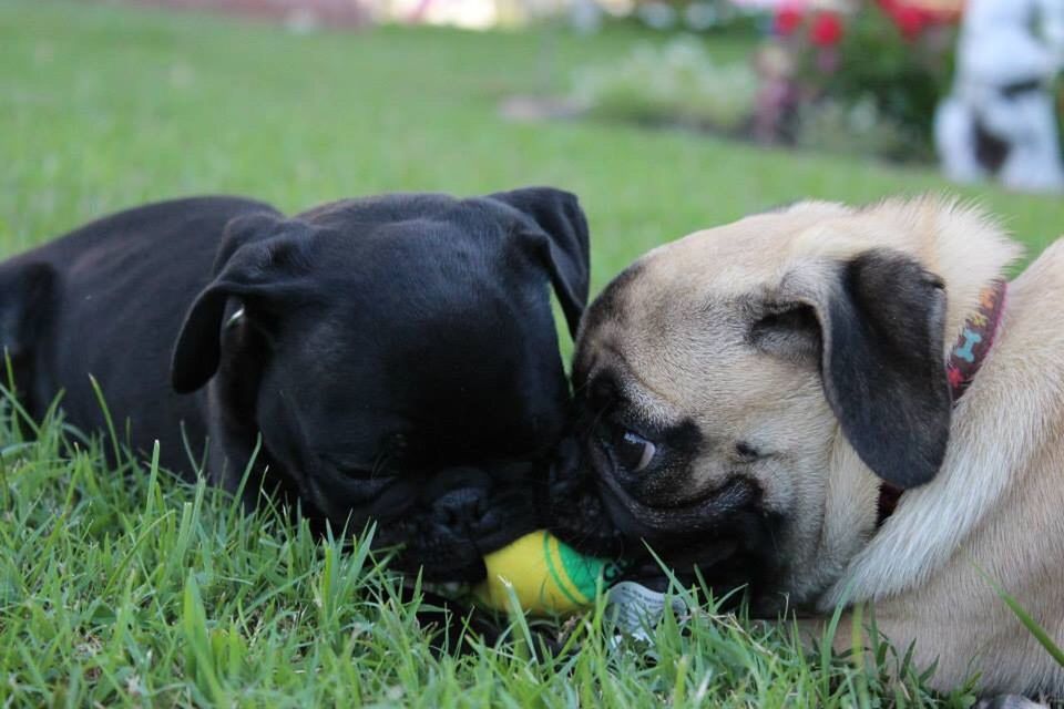 dog, pets, pug, domestic animals, grass, animal themes, animal, mammal, no people, puppy, young animal, day, outdoors, nature, close-up