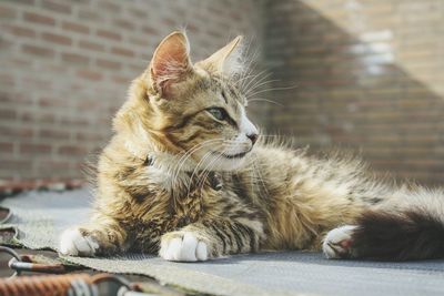 Cat lying on wall