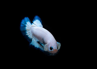 Close-up of fish underwater