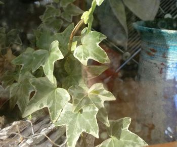 Close-up of leaves