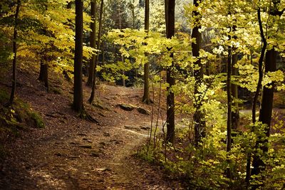 Trees in forest