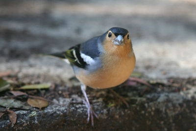 Close-up of bird perching outdoors
