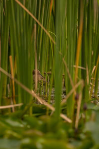 View of bird on grass