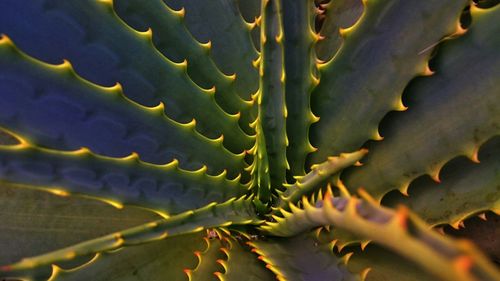 Close-up of plant