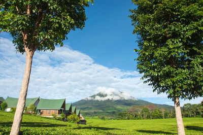 Scenic view of trees on field against sky