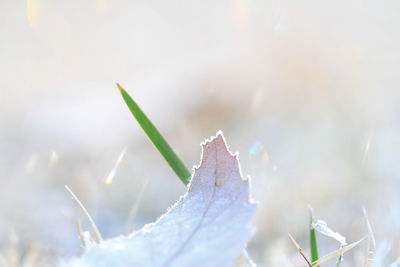 Close-up of plant against blurred background