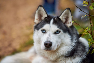 Purebred siberian husky dog with beautiful blue eyes in collar, siberian husky, sled dog breed