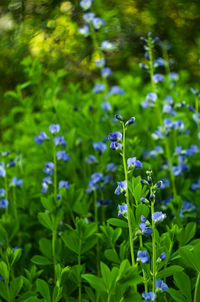 Blue flowers blooming on field