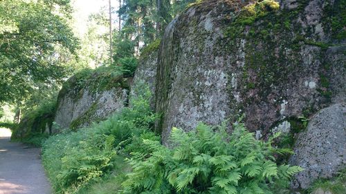 Plants and trees in park