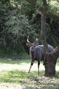 Deer standing in a forest