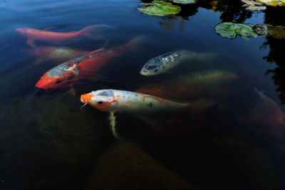 Fish swimming in sea