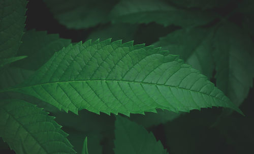 Close-up of green leaves