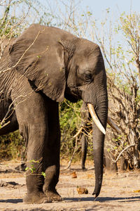 Elephant standing on a land