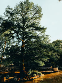 Low angle view of trees against clear sky