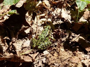 High angle view of plant growing on field