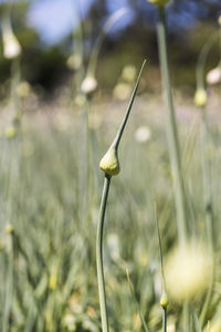 Allium buds growing on field