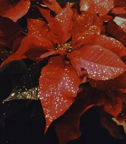 Close-up of red leaves on branch