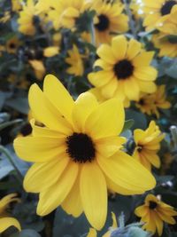 Close-up of yellow flowering plant