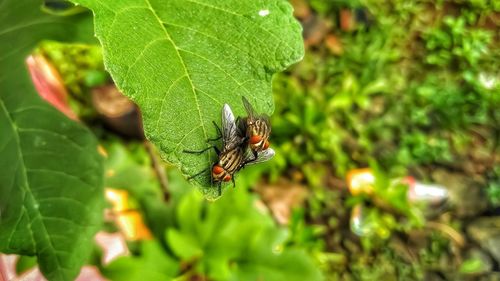 Close-up of fly on leaf