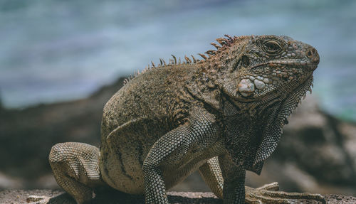 Close-up of a reptile against blurred background