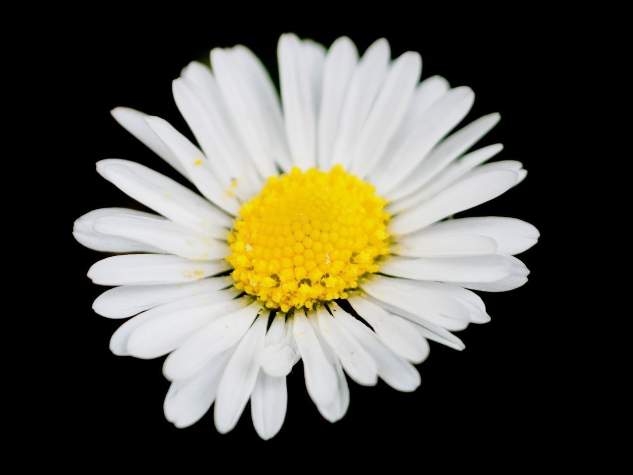 CLOSE-UP OF WHITE DAISY FLOWER