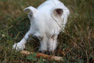 View of a dog on field