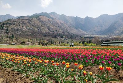 Flowers growing on field by mountains against sky