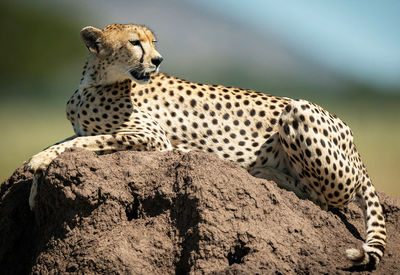 Close-up of a cat sitting on rock