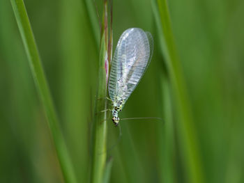 Close-up of lacewing on grass