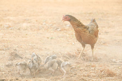 Close-up of rooster on field