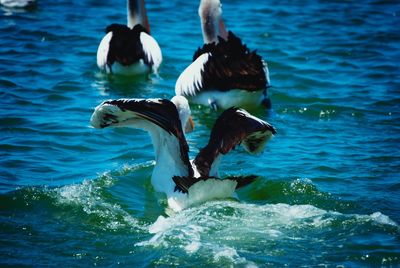 Ducks swimming in sea