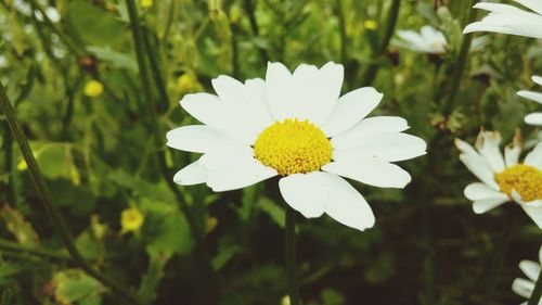 Close-up of daisy flowers