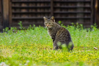 Cat sitting on field