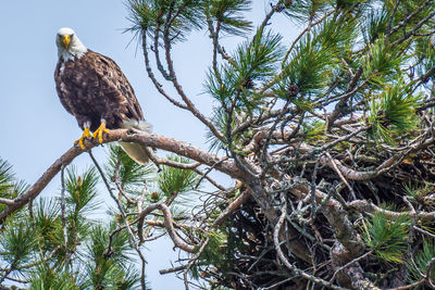 Low angle view of eagle perching on tree against sky