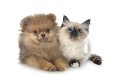 Portrait of two cats against white background