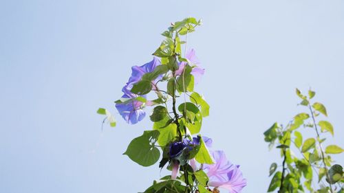 Low angle view of purple flowering plant against clear sky