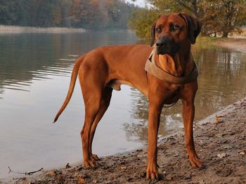 Rhodesian ridgeback standing at lakeshore