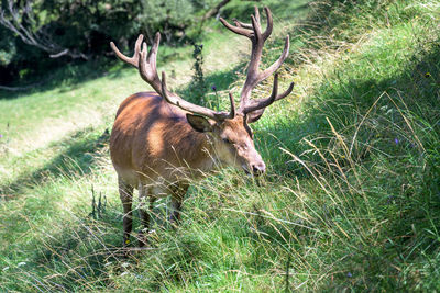 Deer in a field