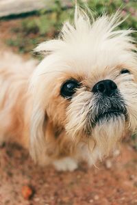 Close-up of dog